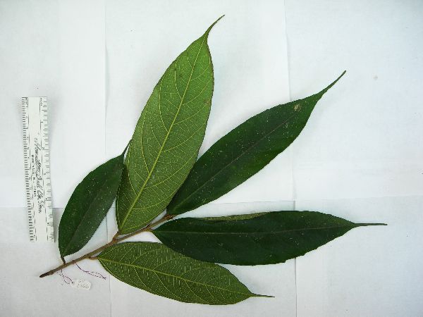 Ficus macrorrhyncha image