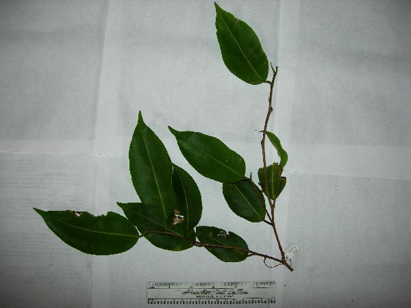Ficus benjamina image