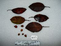 Image Associated With the Occurrence