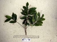 Dracontomelon dao image