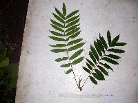 Media resource of Rhus taitensis