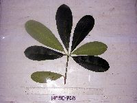 Image of Alstonia scholaris