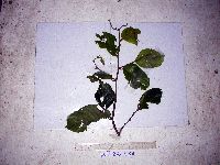 Uvaria musaria image