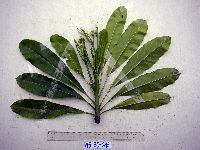 Cerbera floribunda image