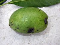 Cerbera floribunda image