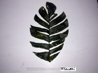 Epipremnum pinnatum image