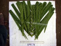 Hydriastele costata image