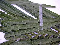 Hydriastele costata image