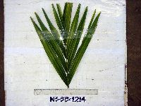 Image of Areca catechu