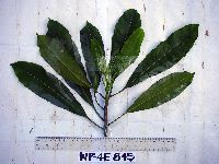 Cerbera floribunda image