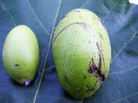 Cerbera floribunda image