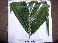 Hydriastele costata image