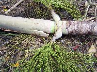 Hydriastele costata image