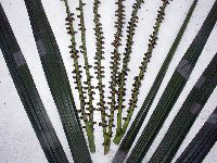 Hydriastele costata image