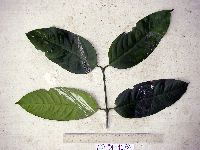 Image of Garcinia dulcis