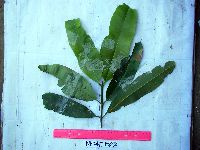 Calophyllum soulattri image
