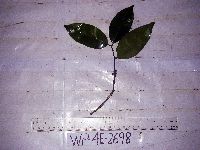 Salacia chinensis image