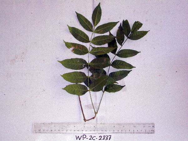 Bignoniaceae image
