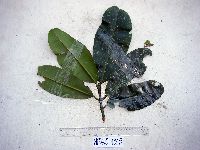 Image of Garcinia latissima