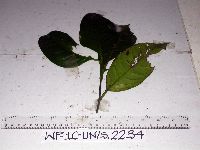 Garcinia dulcis image