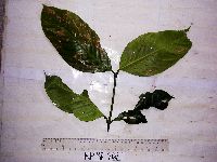 Garcinia dulcis image
