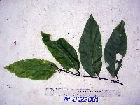 Image of Aristolochia tagala