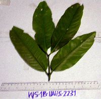Image of Garcinia ledermannii