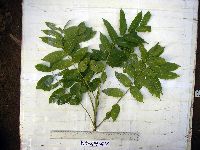 Garuga floribunda image