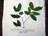 Media resource of Aceratium oppositifolium