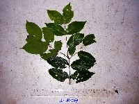 Aceratium oppositifolium image