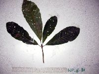 Elaeocarpus amplifolius image