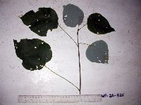 Image of Mallotus chromocarpus