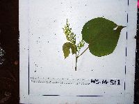 Macaranga ducis image