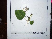 Macaranga ducis image