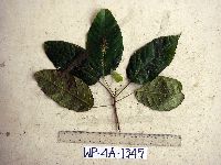 Macaranga novoguineensis image