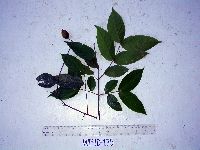 Aceratium oppositifolium image