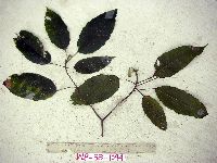 Thumbnail image of current specimen