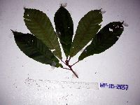 Elaeocarpus amplifolius image