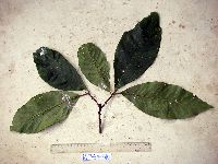 Terminalia complanata image
