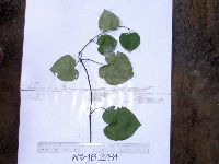 Thumbnail image of current specimen