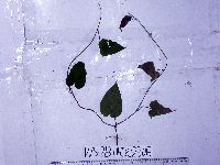 Thumbnail image of current specimen