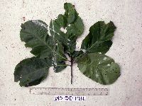Terminalia complanata image