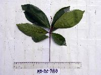Terminalia complanata image