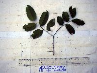 Dalbergia densa image