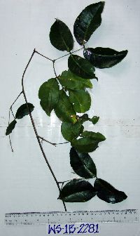 Image of Entada phaseoloides