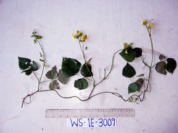 Galactia striata image