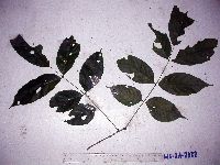 Millettia pinnata image