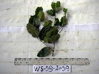 Dalbergia densa image