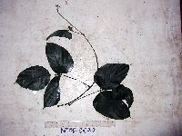 Image of Mucuna brachycarpa