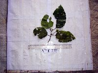 Macaranga punctata image